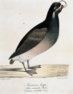 Auklet crestado (Aethia cristatella), de Voyage pittoresque autour du monde de Langlume Langlume