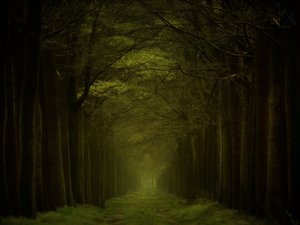 El sendero del bosque oscuro