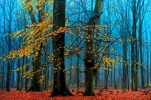  de Lars van de Goor †