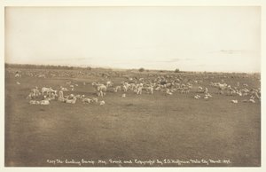 El campamento de corderos