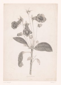 Gloxinia
Gloyinia (título del objeto)