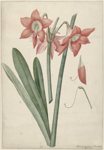 Amarilis Haoorthia Margaritiferas de Laurens Jacobsz. van der Vinne