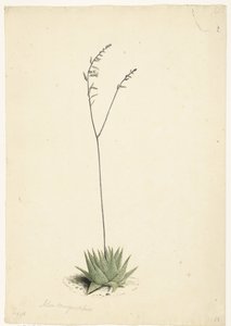 Aloe en flor de Laurens Vincentsz. van der Vinne