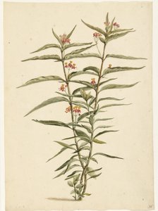Flor ferruginosa (Asclepias curassavica) de Laurens Vincentsz. van der Vinne