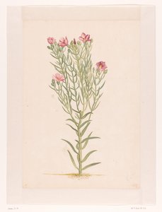 Planta con flores rosas (título en el objeto) de Laurens Vincentsz. van der Vinne