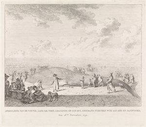 Rorcual común varado en la playa de Zandvoort Imagen del Vin-Vis (...) varado entre Wyk aan Zee y Zandvoord, 18 de noviembre de 1791 (título sobre objeto) de Leendert Overbeek