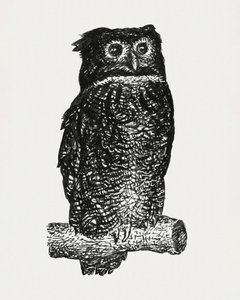 Búho