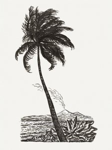 Palmera con una isla (h. 1891-1941)