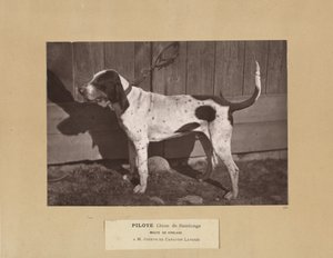 Pilote, perro de Saintonge, jauría de Virelade, A.M. Joseph de Carayon Latour de Leon Cremiere