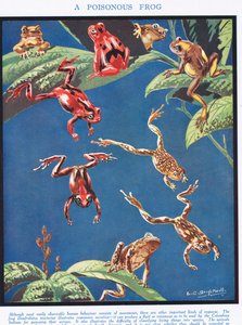 Una Rana Venenosa, ilustración de 
