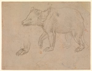 Un oso caminando de Leonardo da Vinci