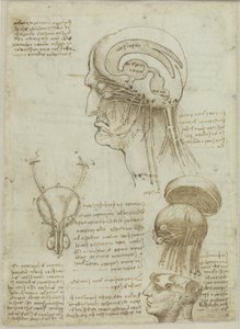 Una hoja de manuscrito con dibujos anatómicos y notas de Leonardo da Vinci