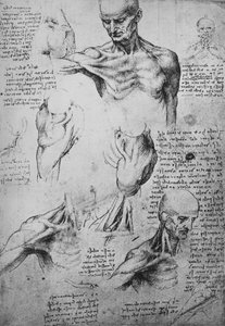 Dibujos Anatómicos del Cuello y Hombros de un Hombre, c1480 de Leonardo da Vinci