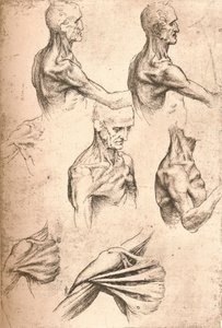 Dibujo anatómico, c1472-c1519 de Leonardo da Vinci