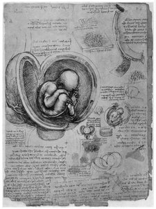 Boceto anatómico de un feto humano en el útero, c1510 1954 de Leonardo da Vinci