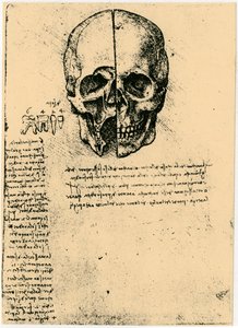 Boceto anatómico de un cráneo humano, c. 1472-1519 de Leonardo da Vinci