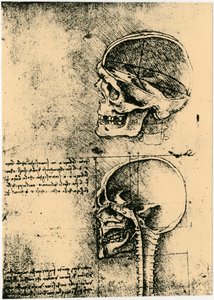Boceto anatómico, dos estudios de un cráneo humano, c1489 de Leonardo da Vinci