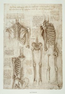 Estudios de anatomía de Leonardo da Vinci