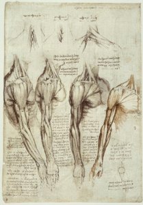 Estudios de Anatomía