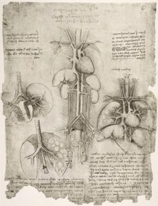 Estudios de anatomía de Leonardo da Vinci