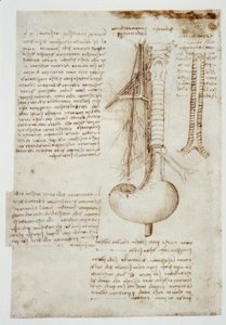 Estudios de anatomía de Leonardo da Vinci