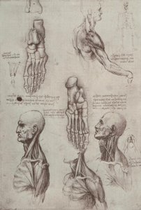 Estudios de anatomía