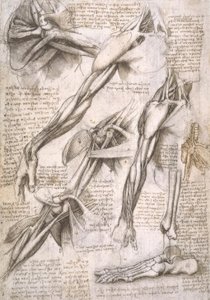 Estudios de anatomía de Leonardo da Vinci