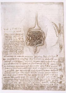 Estudios de anatomía de Leonardo da Vinci