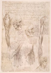 Estudios de anatomía de Leonardo da Vinci