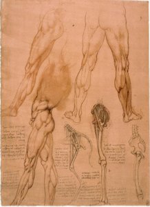 Estudios anatómicos: musculatura de la pierna