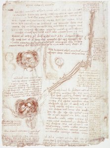 Estudios anatómicos: Movimiento de la articulación del codo / Feto en el útero de Leonardo da Vinci
