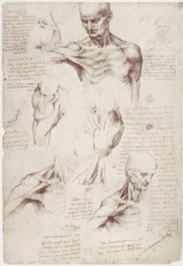 Estudios de anatomía: Los músculos superficiales del cuello y el hombro de Leonardo da Vinci