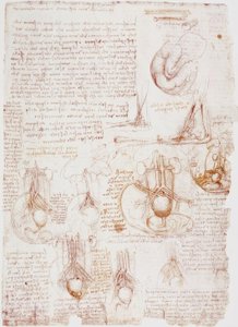 Estudios anatómicos: cordón umbilical / feto...