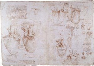 Estudios anatómicos: venas superficiales... de Leonardo da Vinci