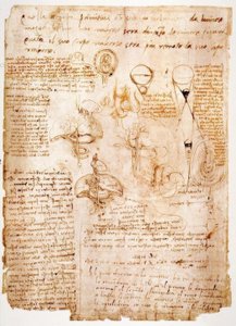 Estudios anatómicos: Órganos del abdomen...
