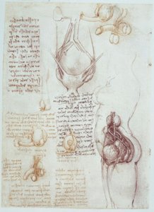 Estudios de anatomía: Representaciones comparativas de genitales masculinos y femeninos
