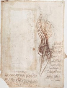 Estudios anatómicos: Columna vertebral