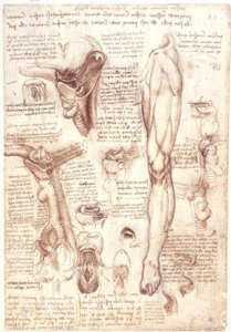 Estudios de anatomía: Lengua, garganta, laringe y esófago