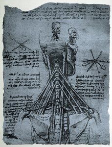Estructura ósea del cuello y hombro humano, copia facsímil de Leonardo da Vinci