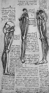 Dibujos de una pierna izquierda mostrando huesos y tendones, c. 1480 1945