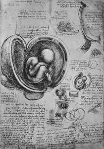 Dibujos de un embrión en el útero, c. 1480 de Leonardo da Vinci