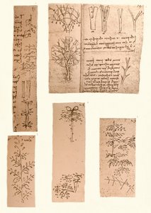 Cinco dibujos que ilustran los elementos de la pintura de paisajes, c1472-c1519 1883