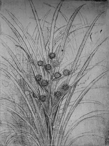 Juncos en flor, c1480 de Leonardo da Vinci