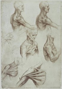 Leonardo / Hals – Musculatura del hombro de Leonardo da Vinci