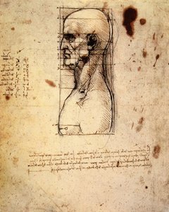 Cabeza masculina de perfil con proporciones de Leonardo da Vinci