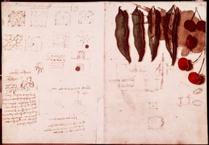 Notas y bocetos de botánica y geometría. Dibujo en doble página de manuscrito de Leonardo da Vinci (1452-1519) de Leonardo da Vinci