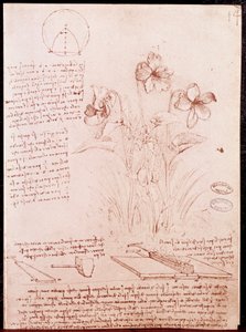 Notas y bocetos de botánica y geometría: narciso