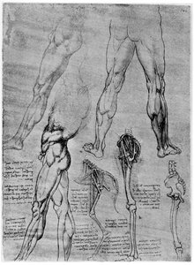 Estudios en anatomía comparada, 1506-1507 1954
