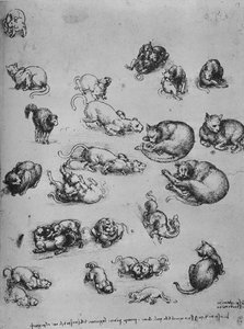 Estudios de gatos y de un dragón de Leonardo da Vinci
