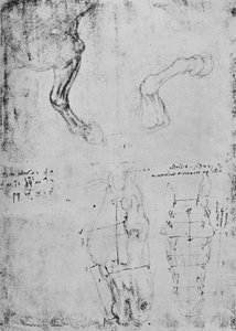 Estudios de Patas Delanteras de Caballos y Dibujos Medidos de Cabezas de Caballos, c1480 1945